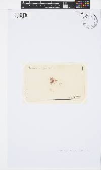 Ceramium siliquosum image