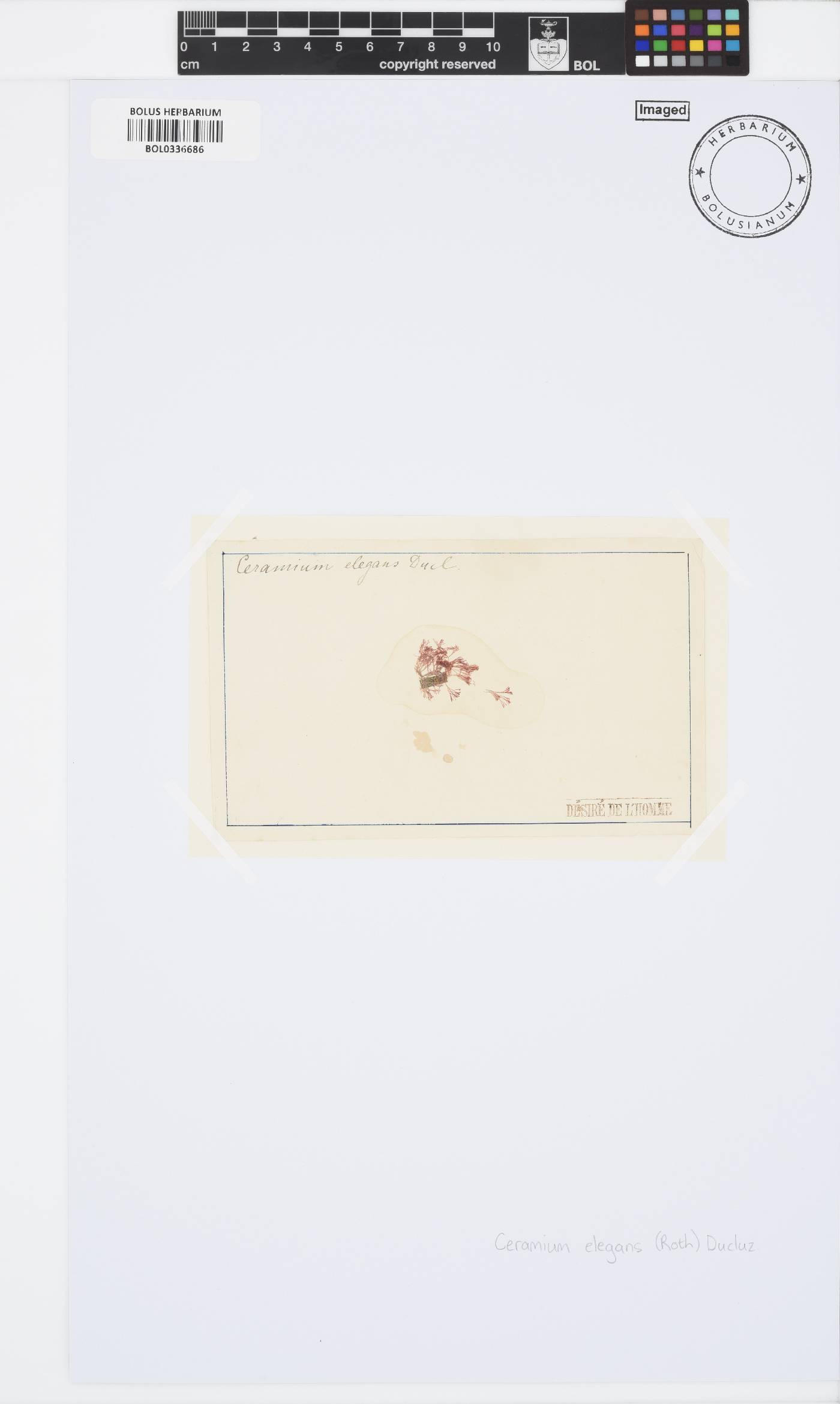 Ceramium siliquosum image
