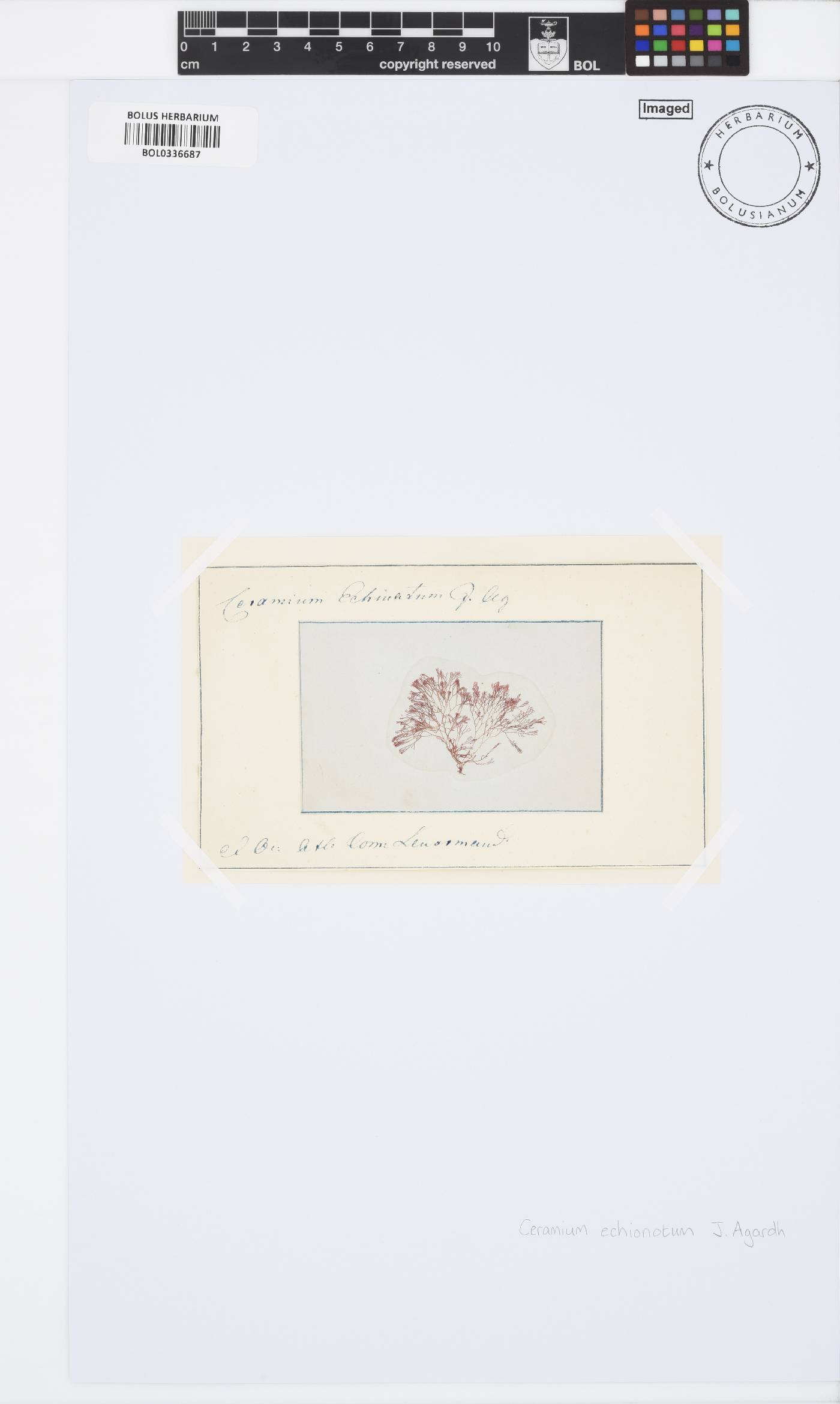 Ceramium echionotum image