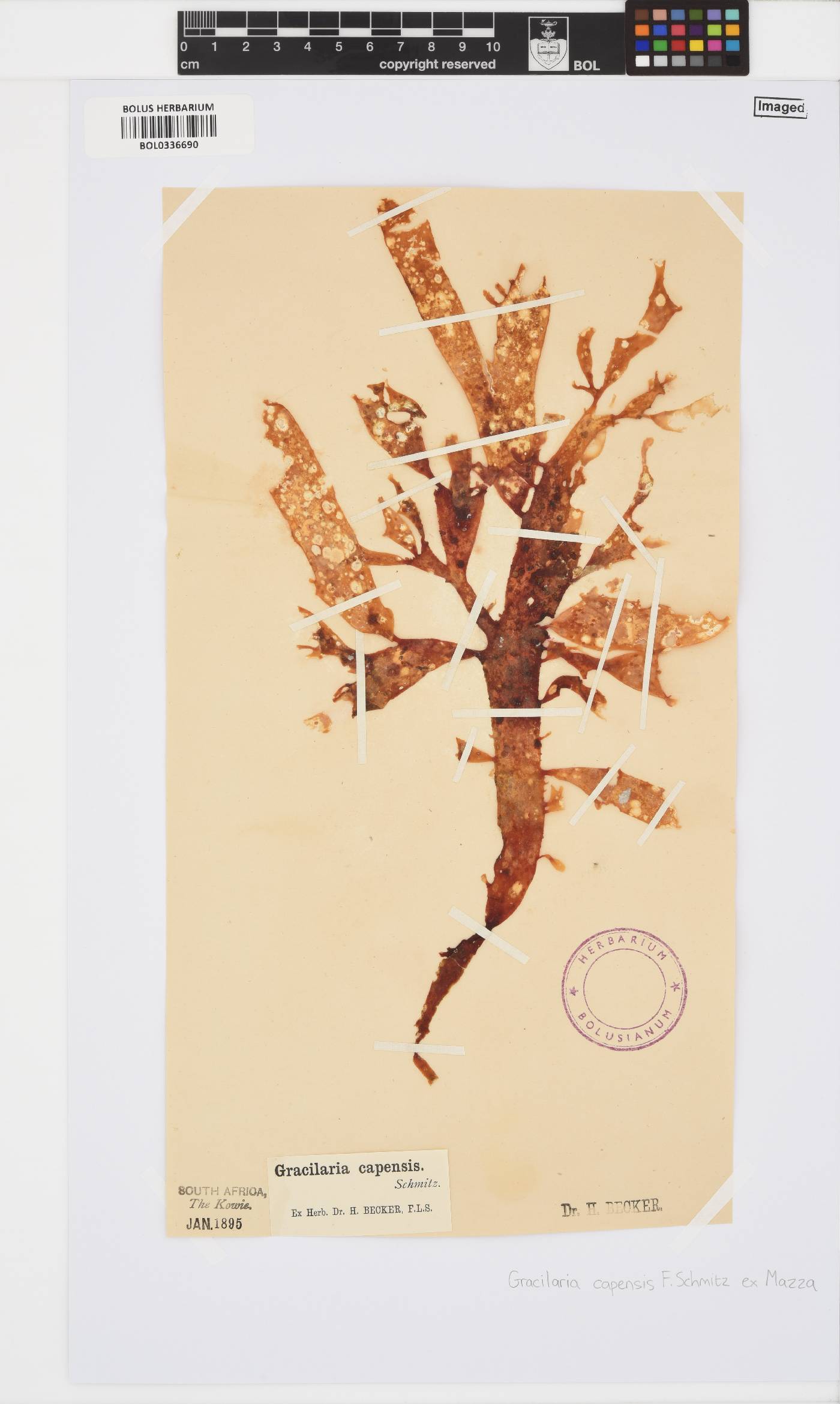 Gracilaria capensis image