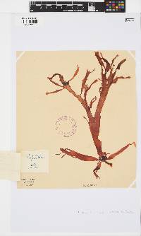 Gracilaria capensis image