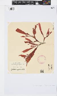 Gracilaria capensis image
