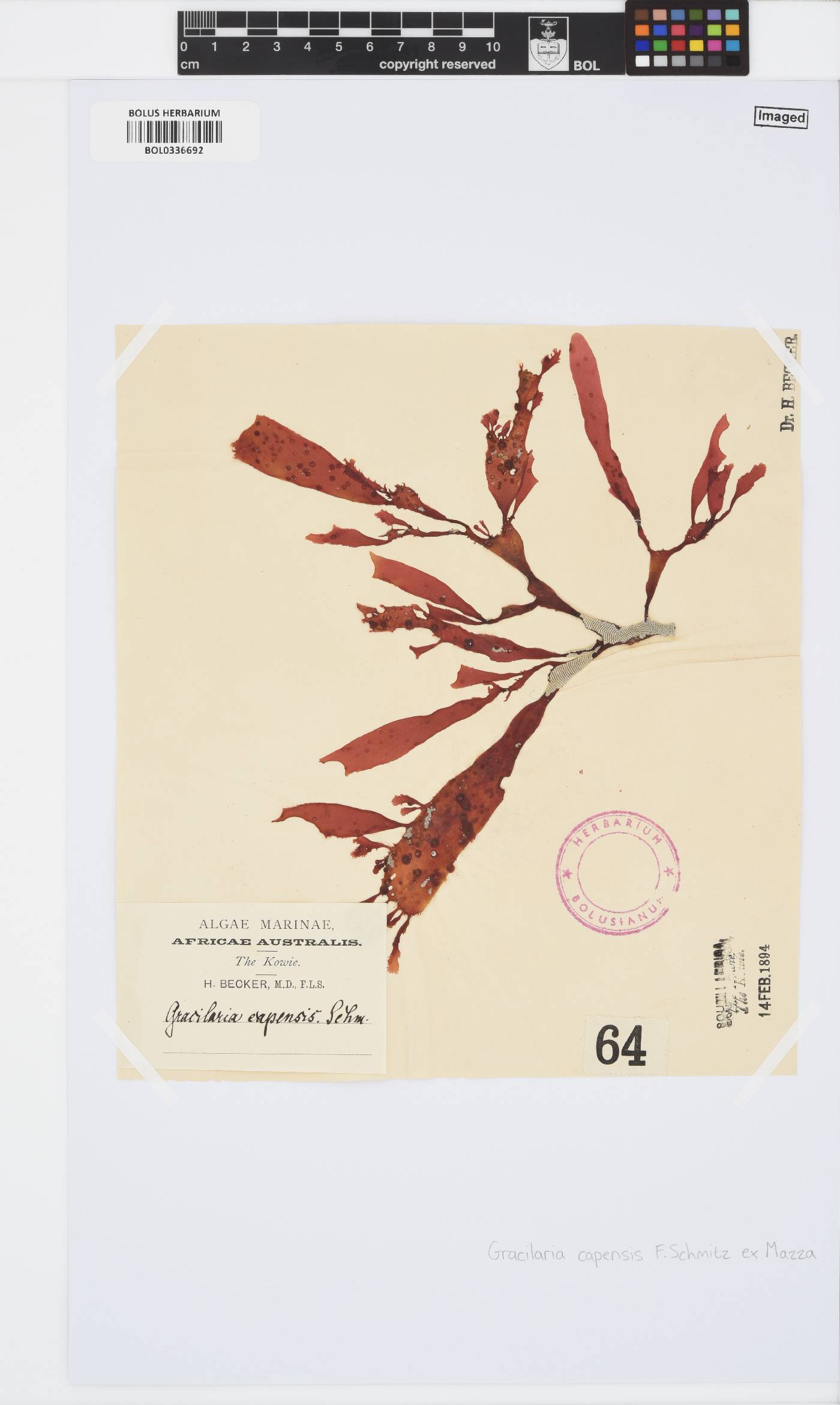 Gracilaria capensis image