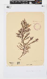 Callophycus densus image