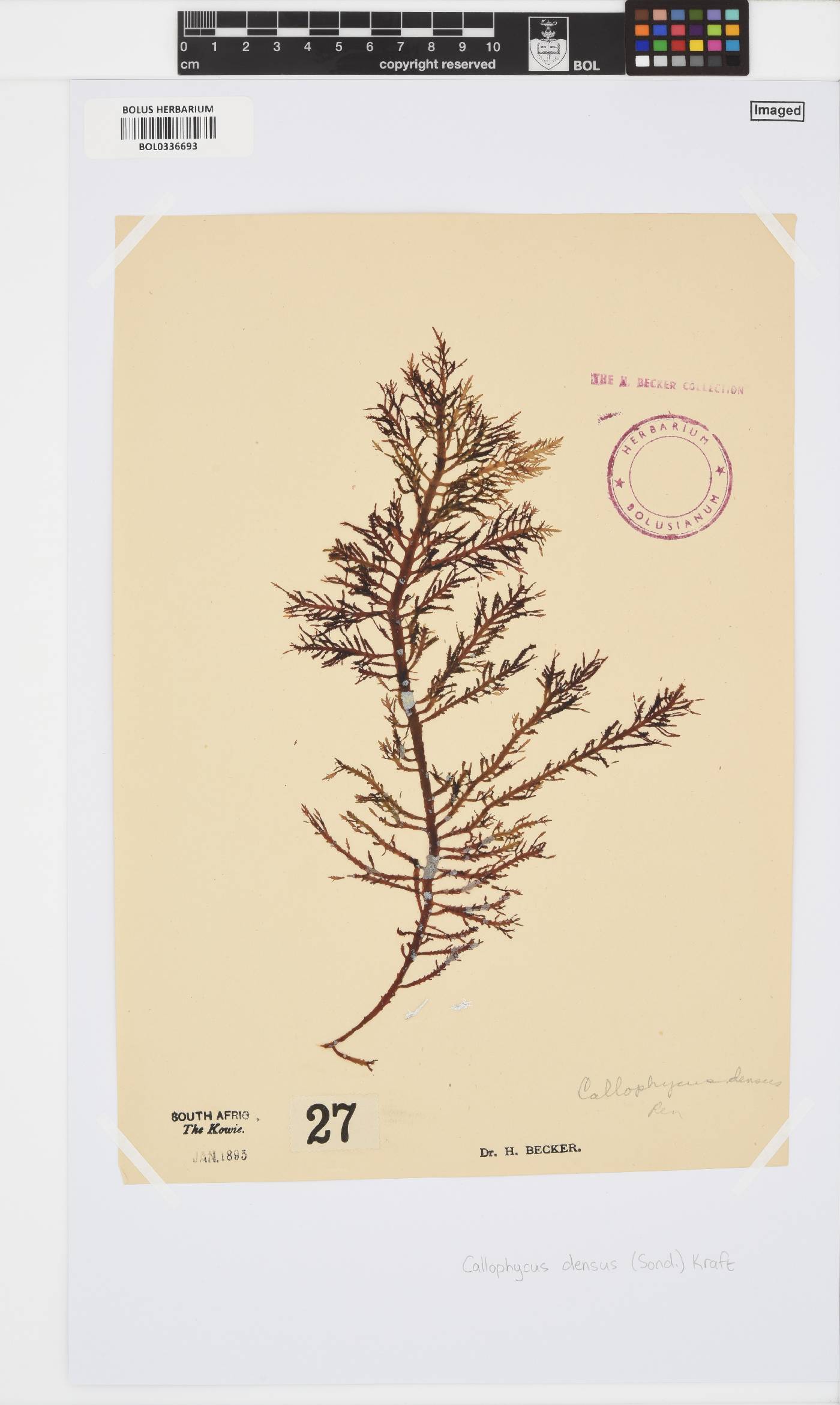 Callophycus densus image