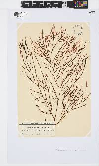 Phacelocarpus tortuosus image