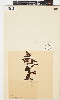 Image of Curdiea obesa
