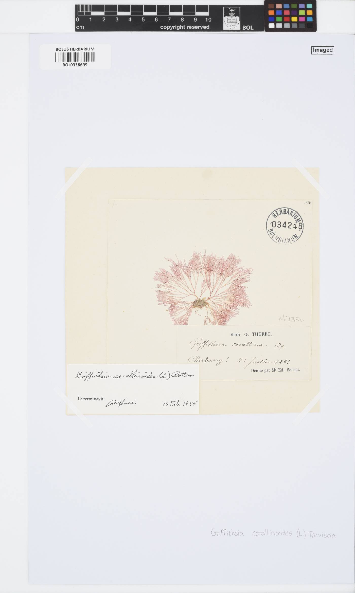 Griffithsia corallinoides image