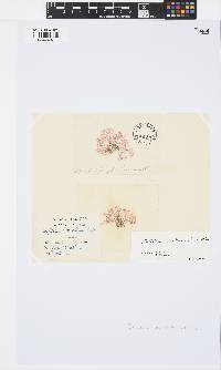 Griffithsia corallinoides image