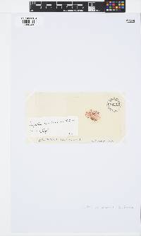 Griffithsia corallinoides image