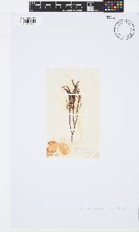 Gelidium pristoides image