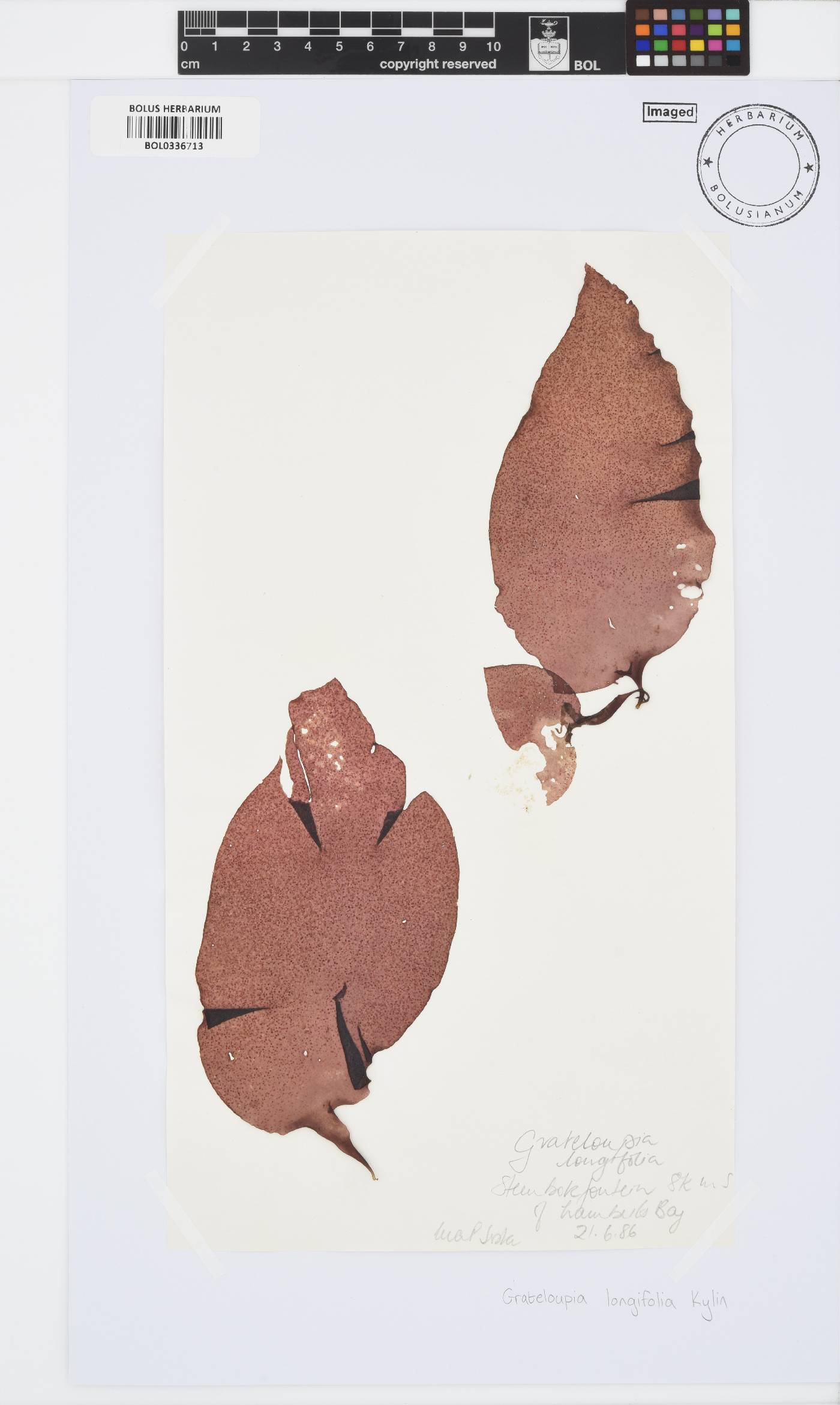 Grateloupia longifolia image
