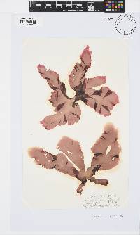 Porphyra capensis image