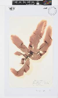 Porphyra capensis image
