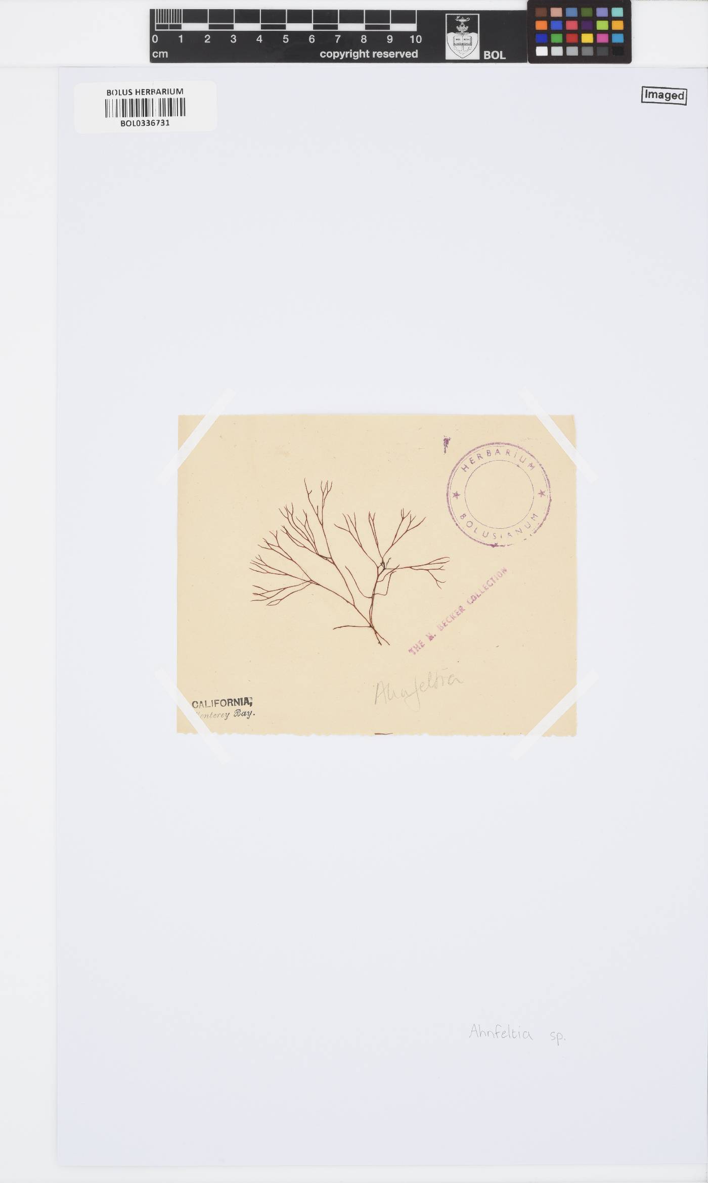 Ahnfeltiaceae image