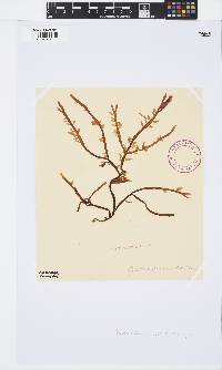 Neogastroclonium subarticulatum image