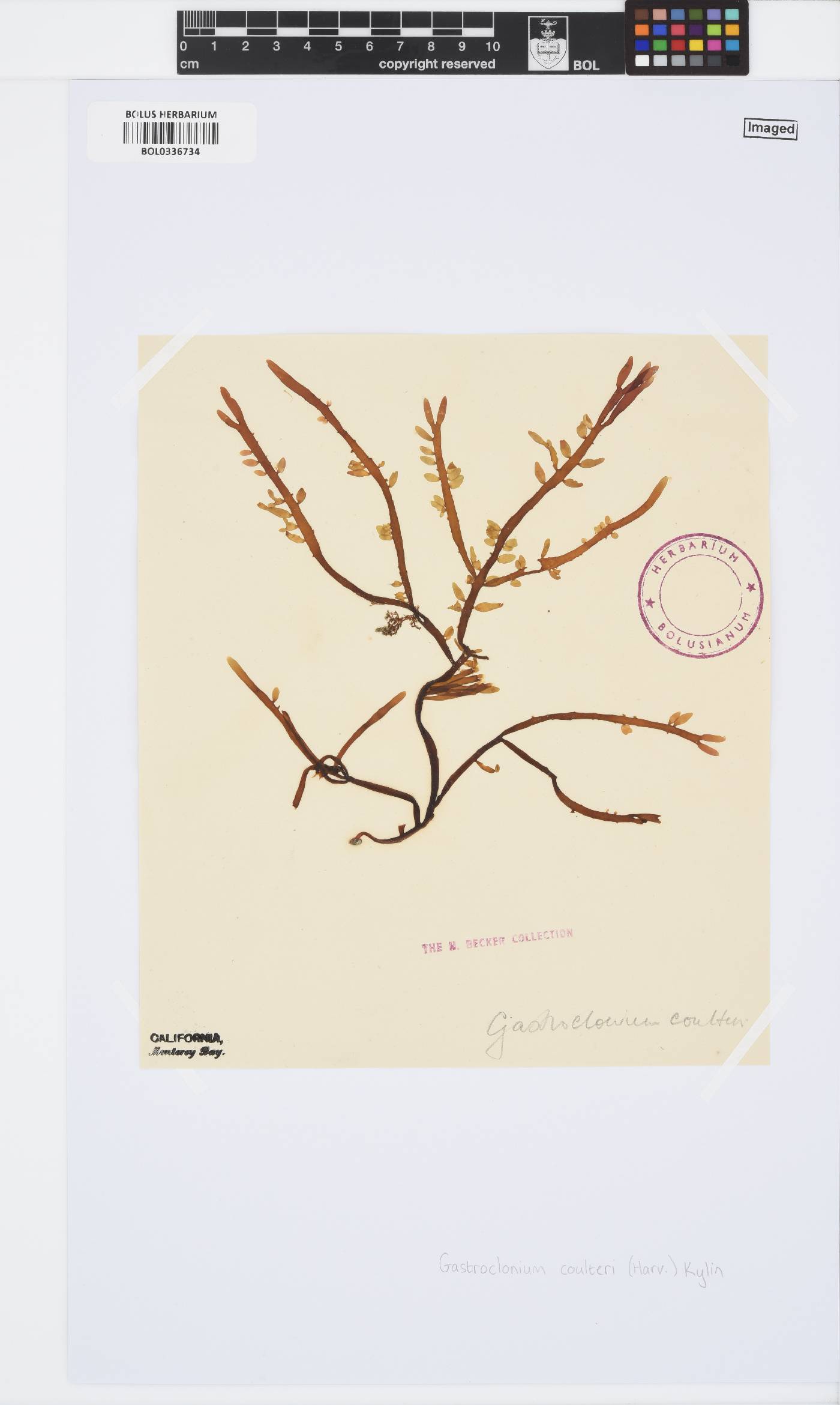 Neogastroclonium subarticulatum image