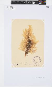 Eucheuma denticulatum image