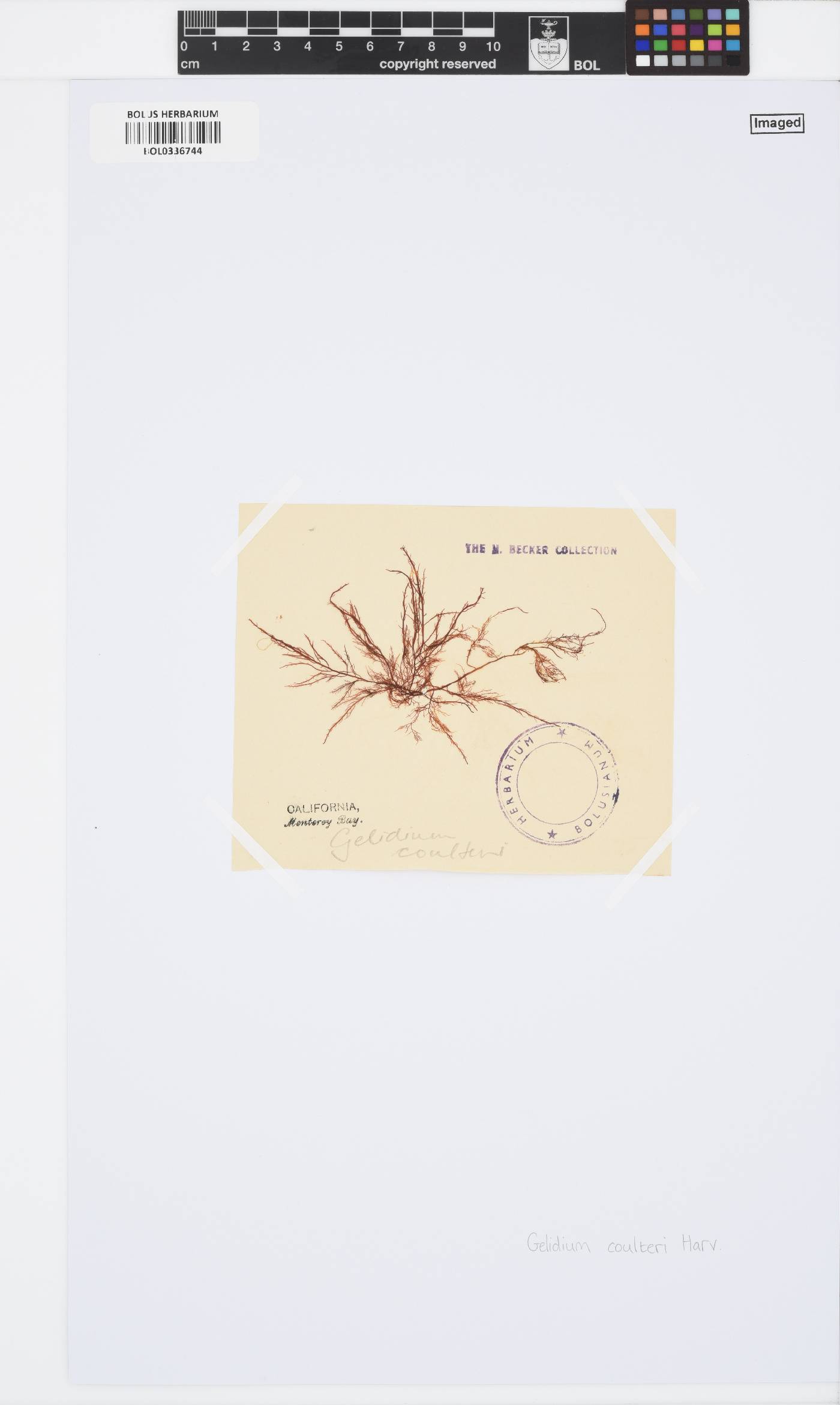 Gelidium coulteri image