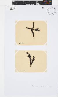 Neorhodomela larix image