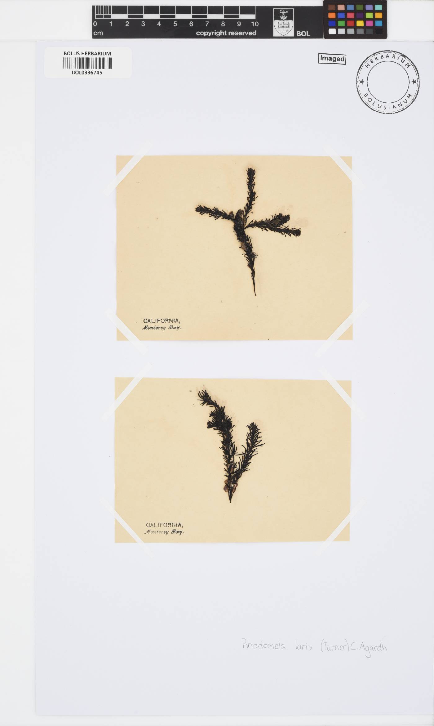 Neorhodomela larix image