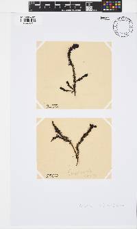 Neorhodomela larix image