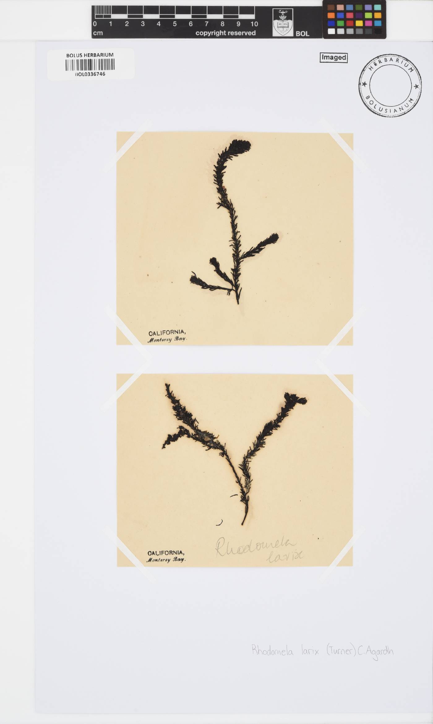Neorhodomela larix image