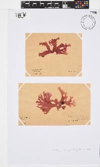 Thamnophyllis discigera image