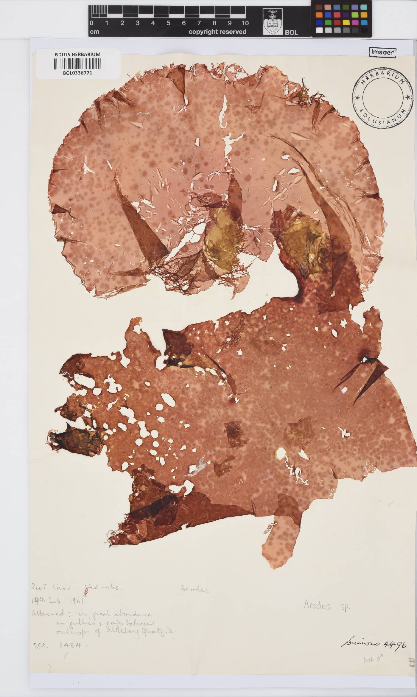 Aeodes image