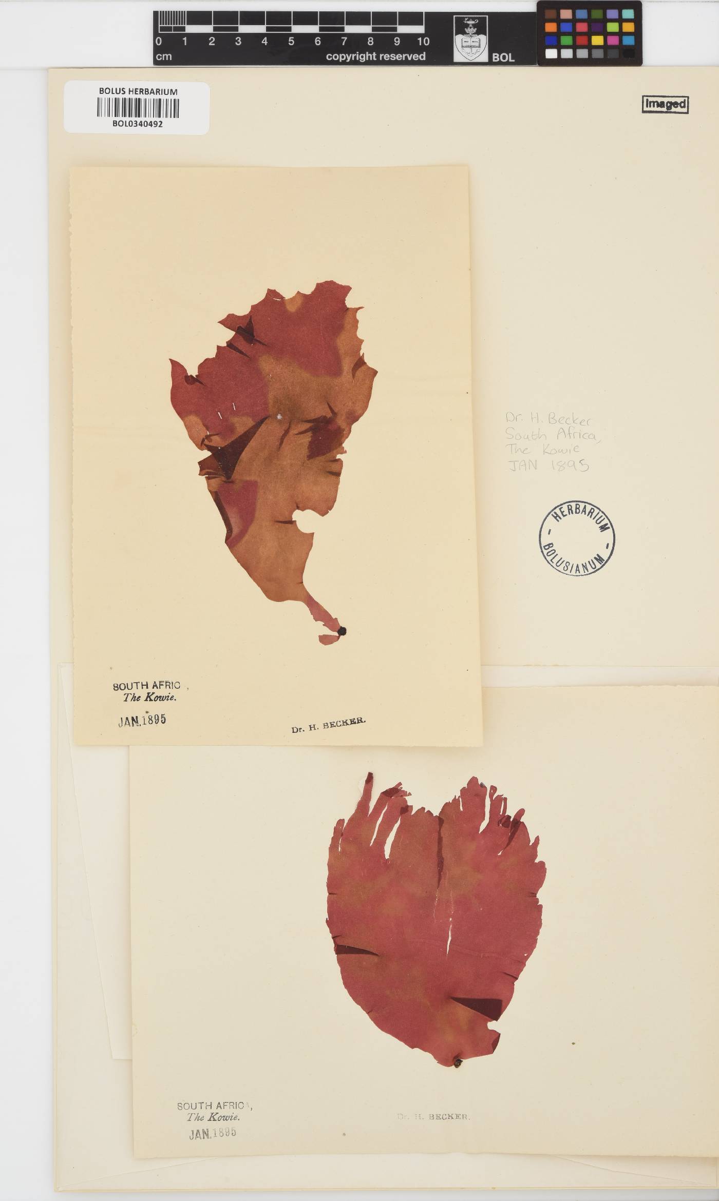 Rhodophyta incertae image