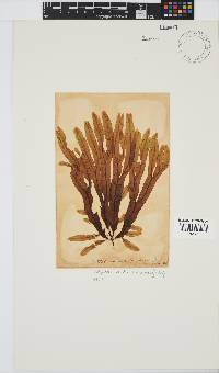Image of Dictyopteris serrata