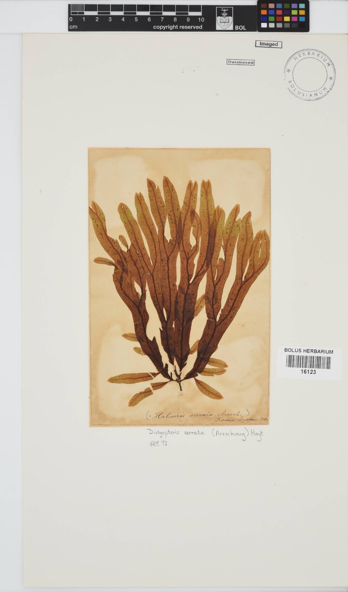 Dictyopteris serrata image