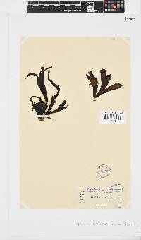 Image of Stypopodium zonale