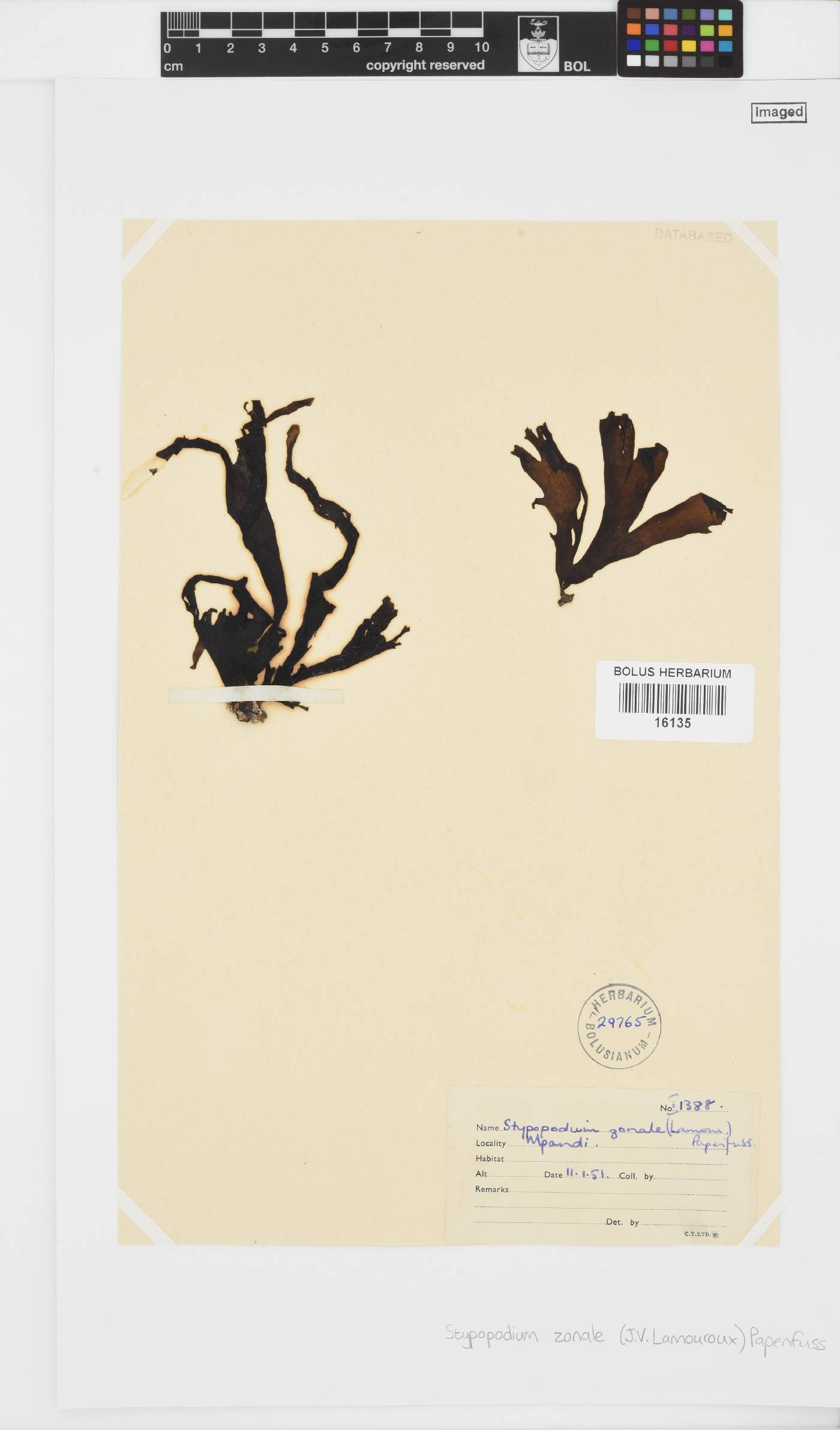 Stypopodium image