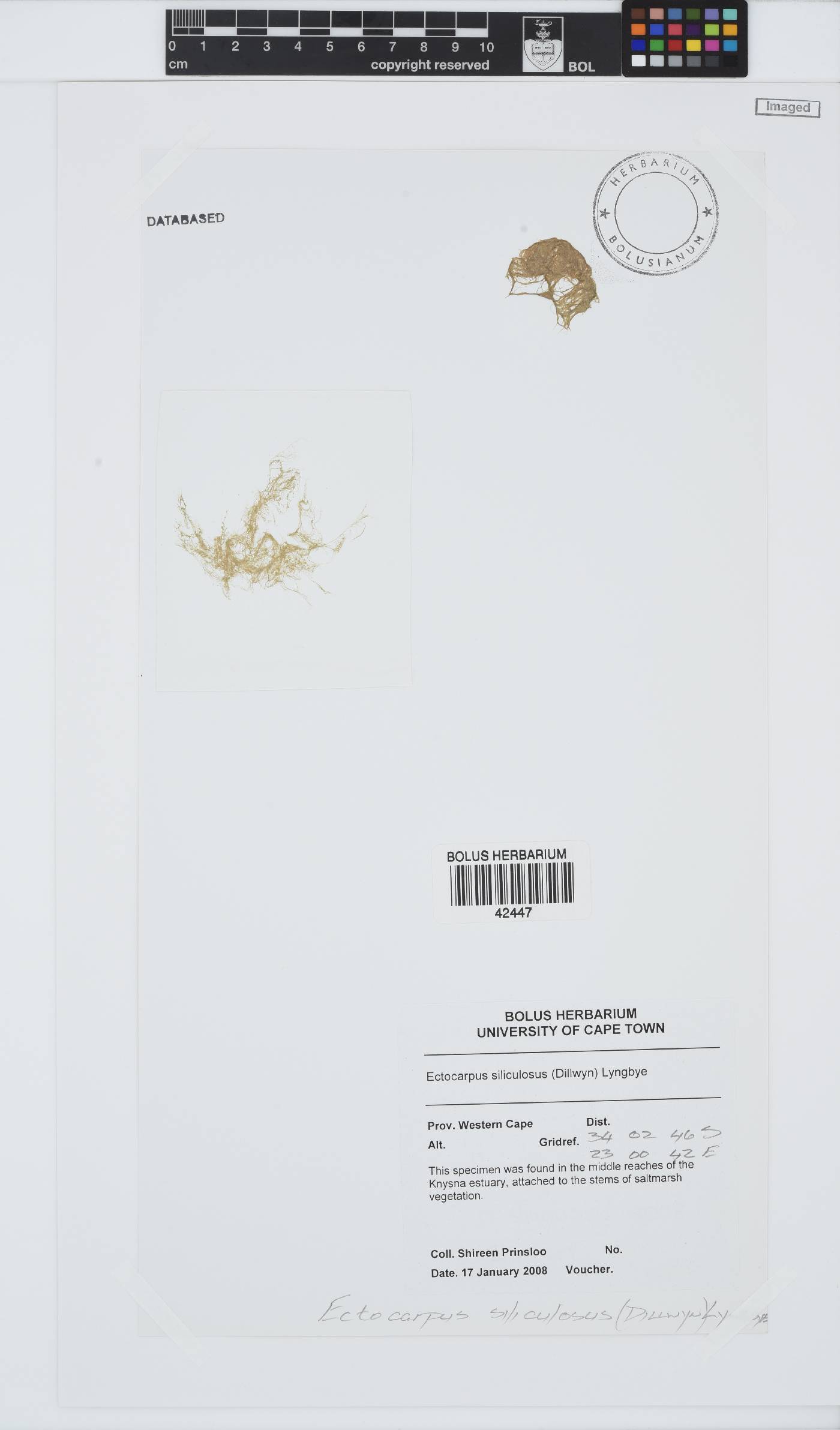 Ectocarpus siliculosus image