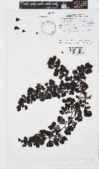 Image of Sargassum ilicifolium
