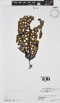 Image of Agarum clathratum