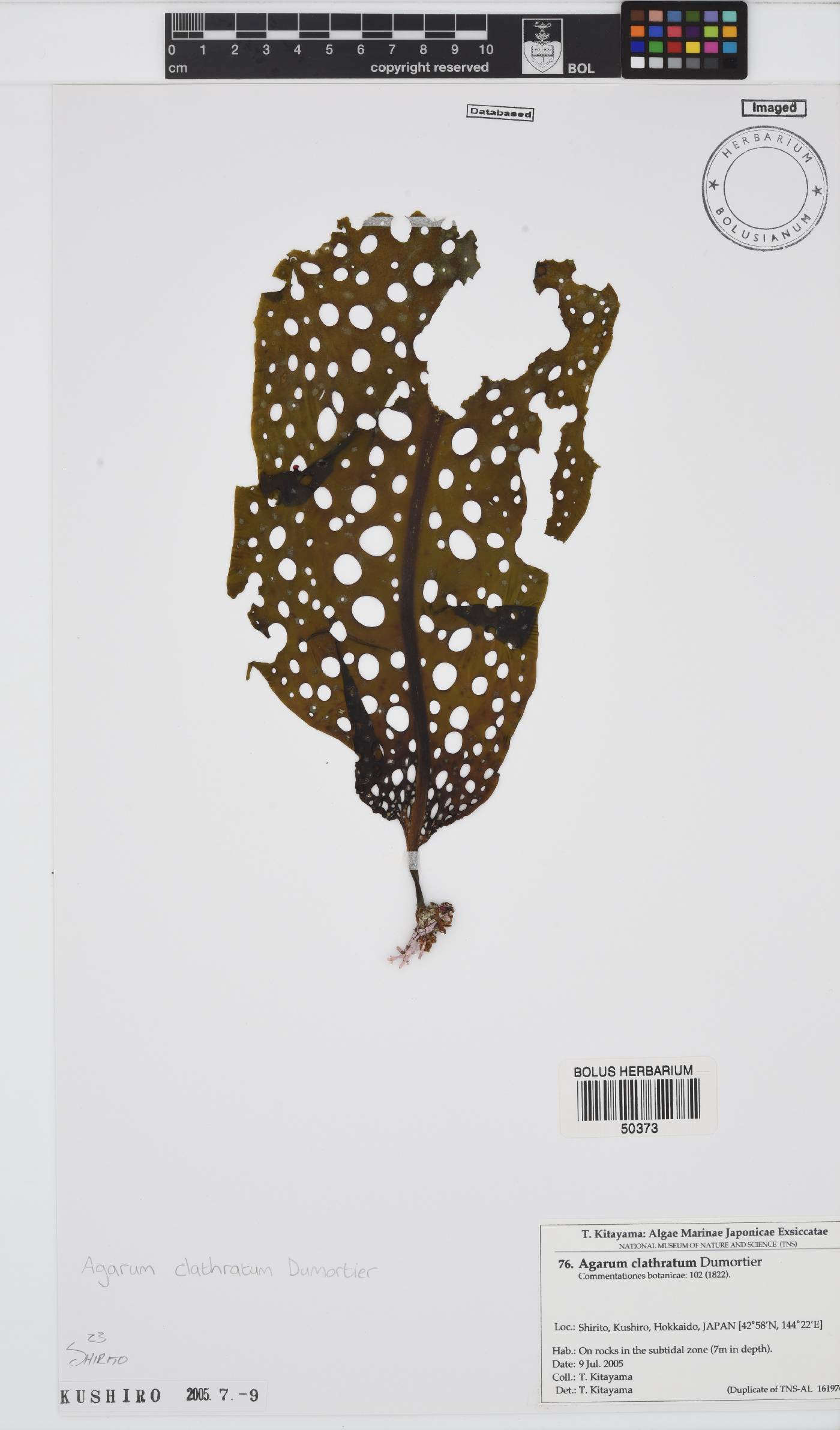 Agaraceae image