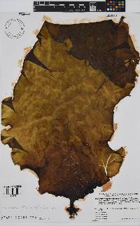Image of Eckloniopsis radicosa