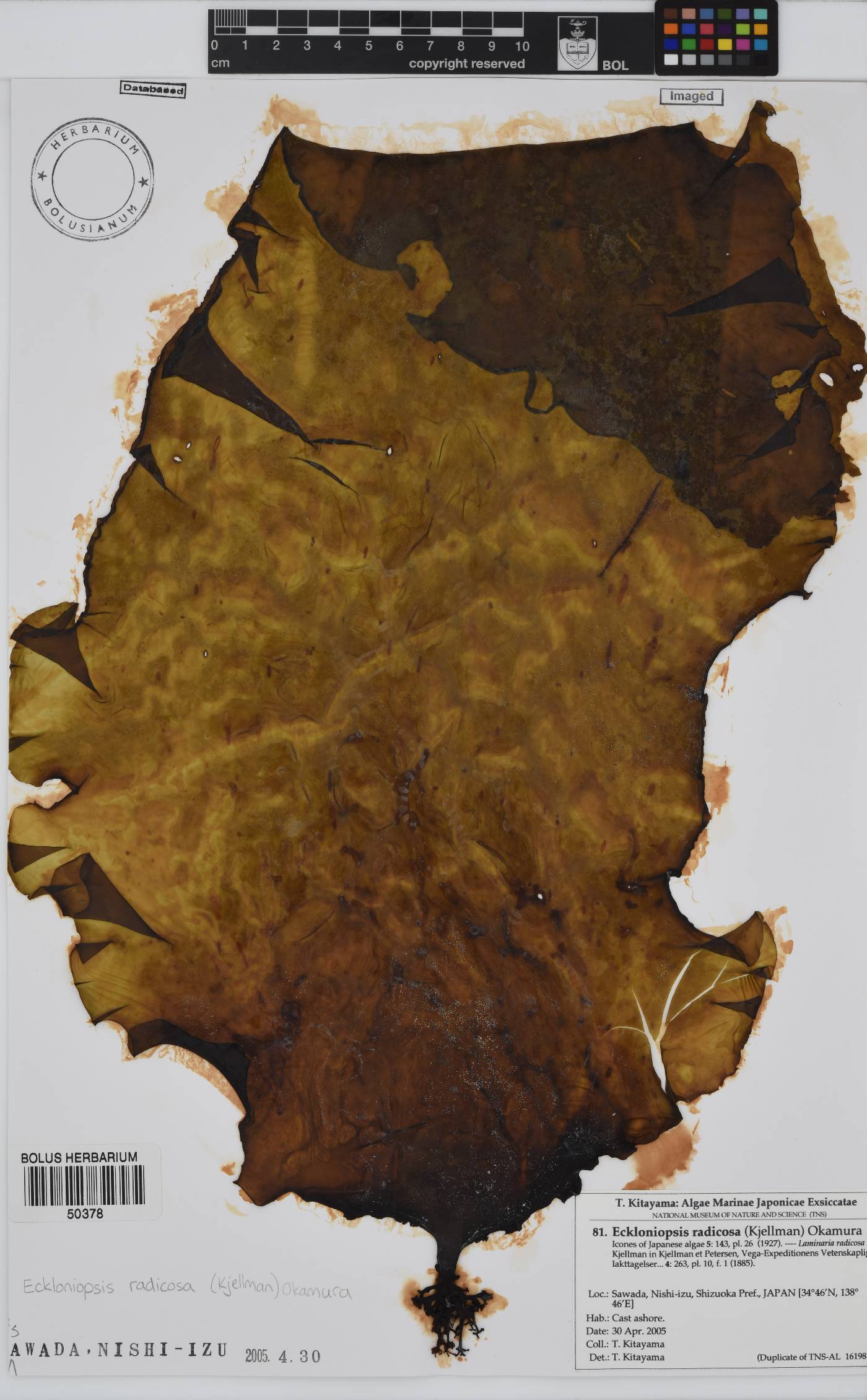 Eckloniopsis radicosa image