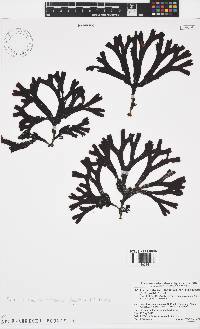 Fucus distichus image