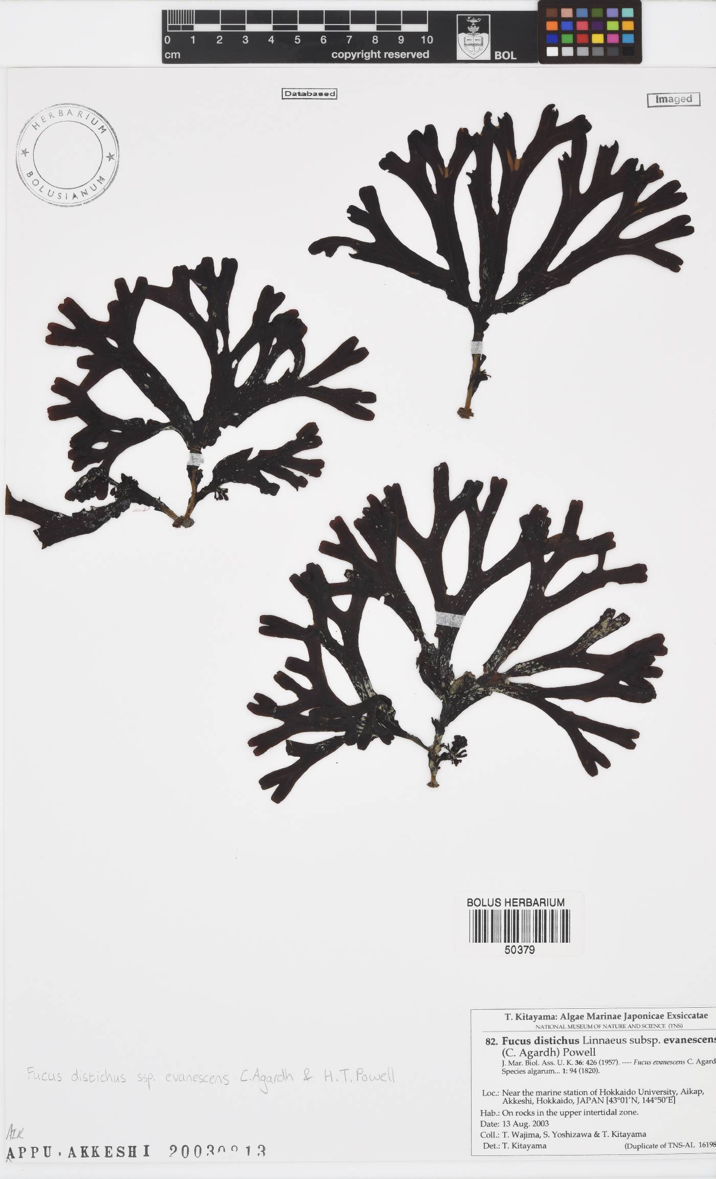 Fucus distichus subsp. evanescens image