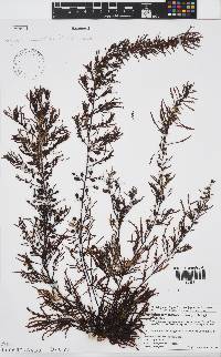 Image of Sargassum micracanthum