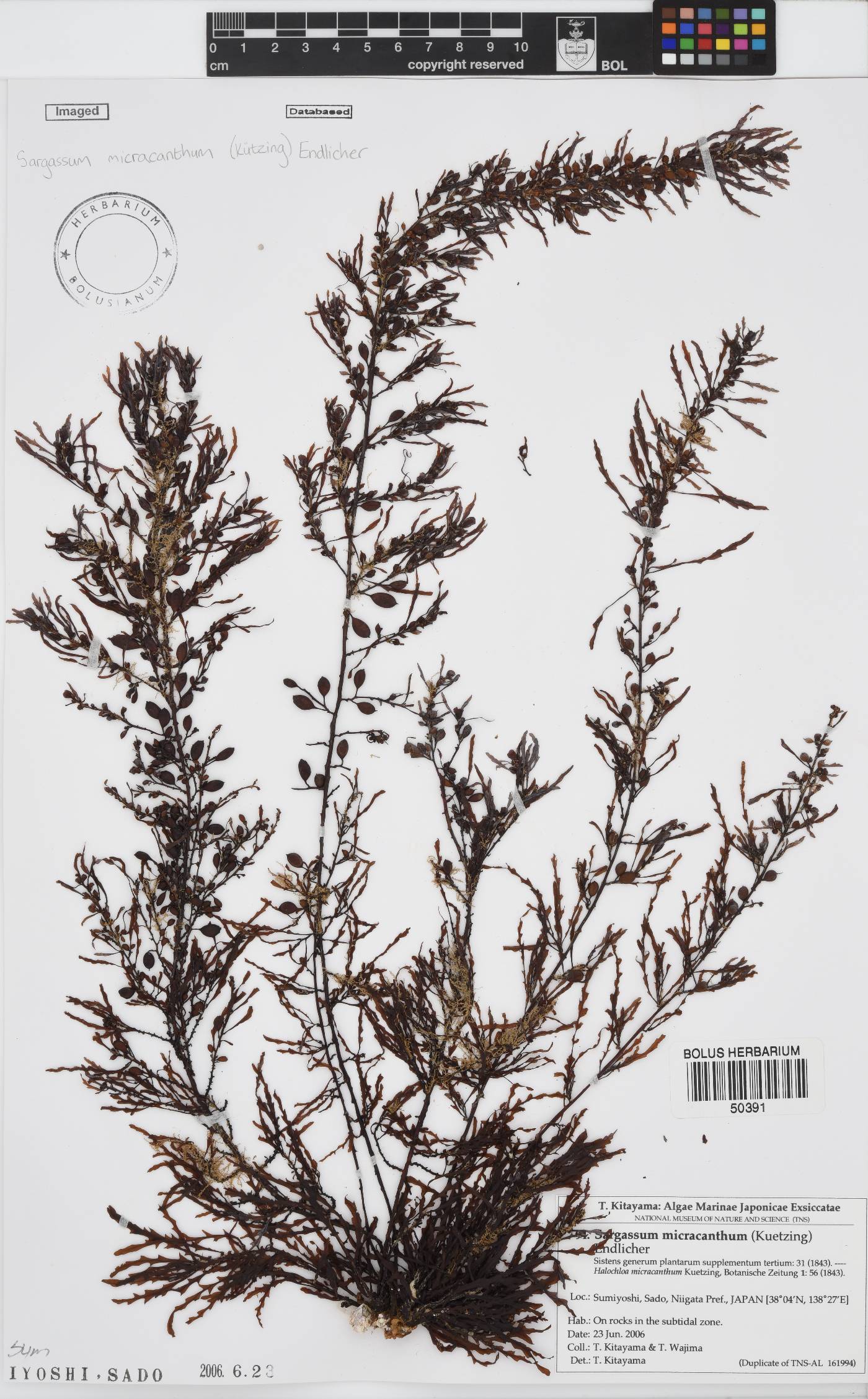 Sargassum micracanthum image
