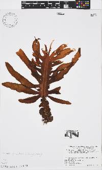 Image of Undaria pinnatifida