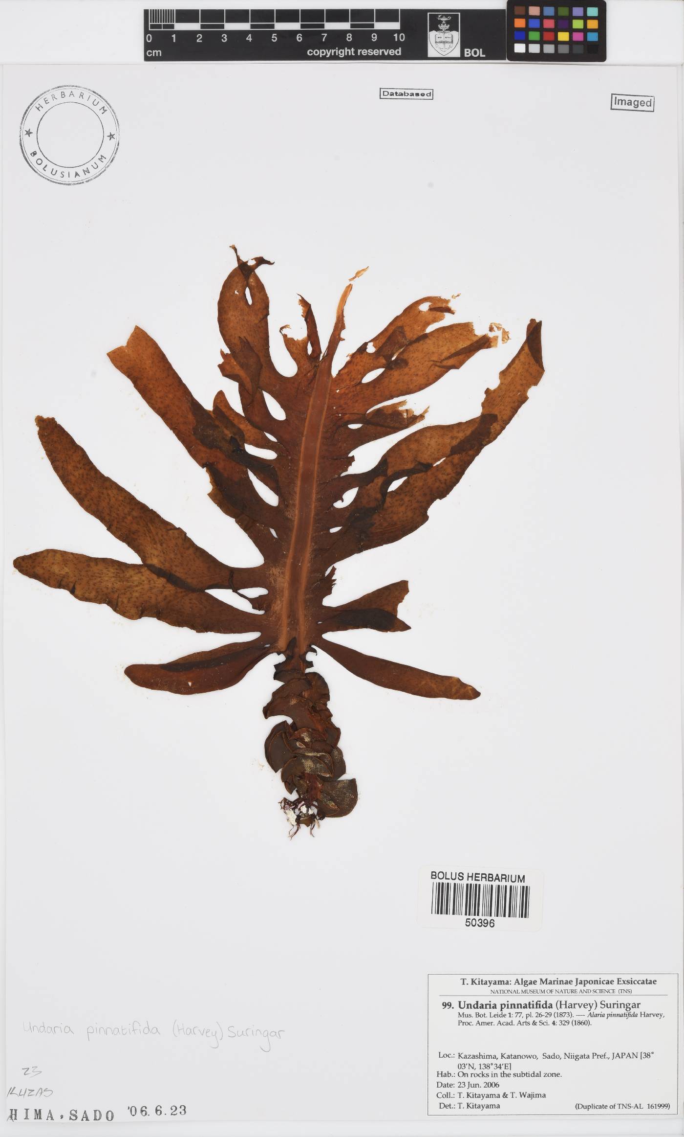 Undaria pinnatifida image