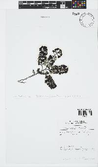 Turbinaria ornata image