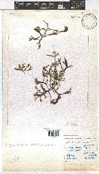Dictyota dichotoma image