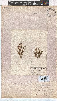 Image of Dictyota fasciola