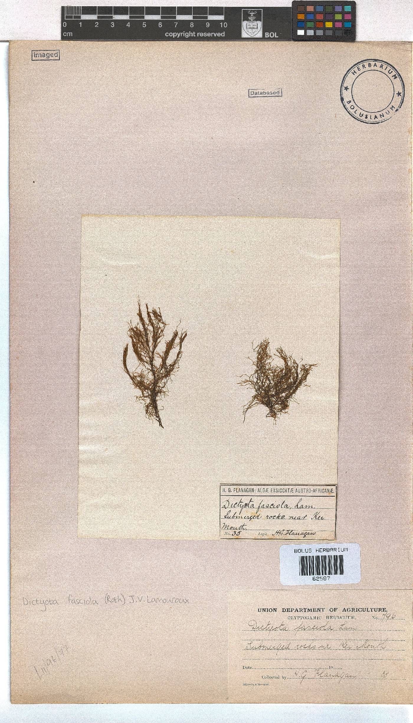 Dictyota fasciola image